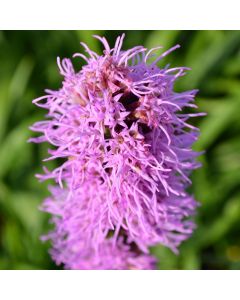 Liatris, Rough Blazingstar 'Minnesota Native'