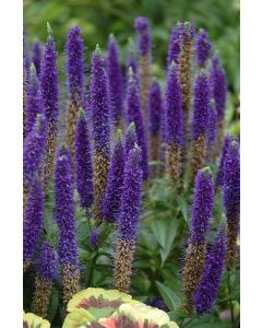 Veronica, Spiked Speedwell 'Royal Candles'
