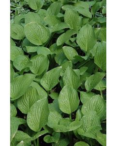 Hosta, White-Blue Leaf 'Royal Standard'