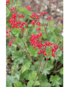 Heuchera, Green Leaf Coral Bells 'Ruby Bells'