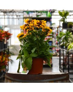 Rudbeckia, Black Eyed Susan 'Denver Daisy'