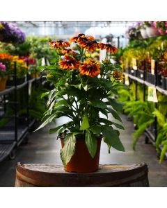 7.5"" Pot