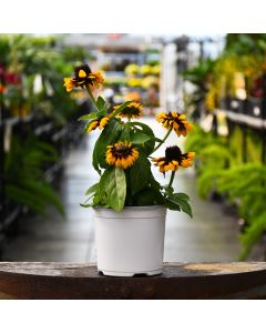 5.25"" Pot