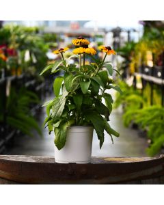 5.25"" Pot