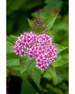Spiraea, Bumalda Spirea 'Anthony Waterer'
