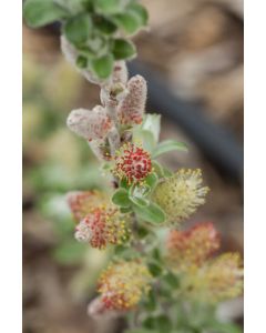 Salix, Sage Leaved Willow 'First Editions® Iceberg Alley®'