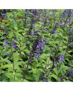 Salvia, 'Black And Bloom'