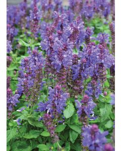 Salvia, Woodland Sage 'Marvel Blue'