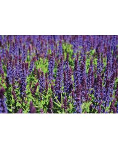 Salvia, Woodland Sage 'Lyrical™ Blues'