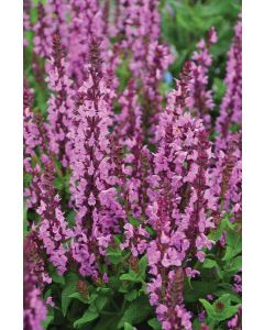 Salvia, Woodland Sage 'Lyrical™ Rose'