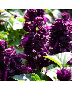 Salvia, Mojave™ 'Purple'