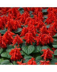 Salvia, Mojave™ 'Red'