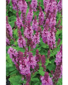 Salvia, Woodland Sage 'Marvel Rose'