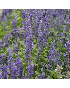Salvia, 'Victoria Blue'