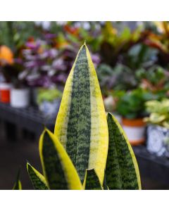 Sansevieria Trifasciata, Snake Plant 'Futura Superba'