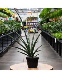 Sansevieria, Snake Plant 'Mikado'