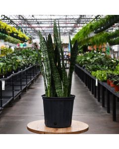 Sansevieria Trifasciata, Snake Plant 'Peppermint'