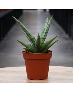 Sansevieria, Snake Plant 'Silver Crown'