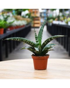 Sansevieria Trifasciata, Snake Plant 'Tiger'