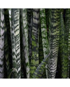 Sansevieria Zeylanica, Snake Plant 'Wintergreen'