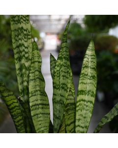 Sansevieria Zeylanica, Snake Plant 'Black Coral'