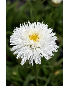 Leucanthemum, Shasta Daisy 'Sante'