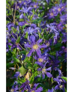 Clematis, 'Sapphire Indigo™'