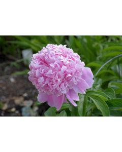 Paeonia, Pink Peony 'Sarah Bernhardt'