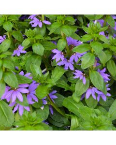 Scaevola (Fan Flower), Touch® 'Indigo℗'