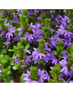 Scaevola (Fan Flower), Touch® 'Indigo'