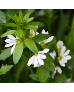 Scaevola (Fan Flower), Touch® 'White℗'