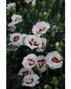 Dianthus, Scent First® 'Coconut Surprise'