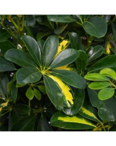 Schefflera Arboricola, Umbrella Tree 'Gold Capella'