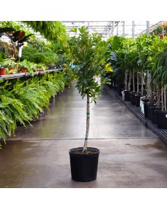Schefflera Arboricola 'Gold Capella' Single Trunk