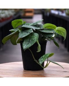 Scindapsus Pictus, Pothos 'Mount Salak'