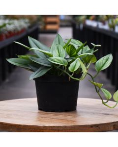 Scindapsus Truebii, Pothos 'Moonlight'