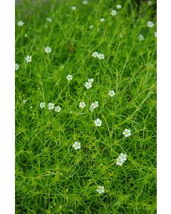 Sagina, Pearlwort 'Scotch Moss'