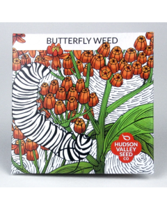 Asclepias, Butterfly Weed ~ 50 seeds