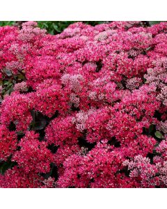 Sedum, Stonecrop 'Dynomite'