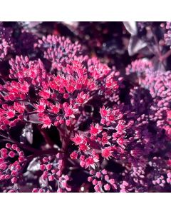 Sedum, Nova® Cherry Fizz