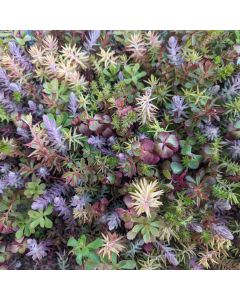 Sedum, Live Mulch 'Color Splash'