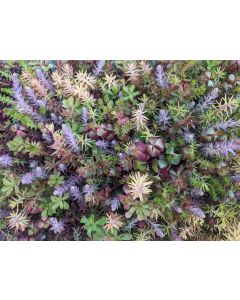 Sedum, Live Mulch 'Color Splash'