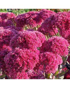 Sedum, Stonecrop 'Thunderhead'