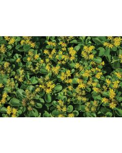 Sedum, Orange Stonecrop 'Kamtschaticum'