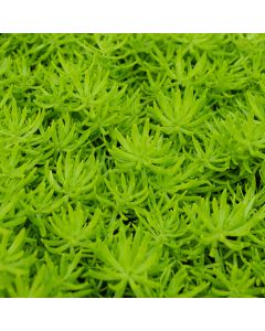 Sedum Mexicanum 'Lemon Ball'