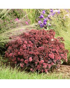 Sedum, Stonecrop, Rock 'N Grow® 'Midnight Velvet'