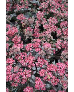 Sedum, Stonecrop Sunsparkler® 'Plum Dazzled'