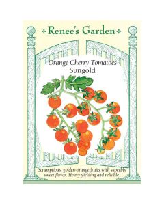 Solanum, Tomato (Pole), Cherry Tomatoes, Orange Sungold ~ 15 seeds