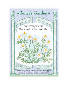 Matricaria, Chamomile, Bodegold ~ 1000 seeds