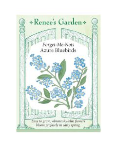 Myosotis, Forget-Me-Nots Azure Bluebirds ~ 1200 seeds